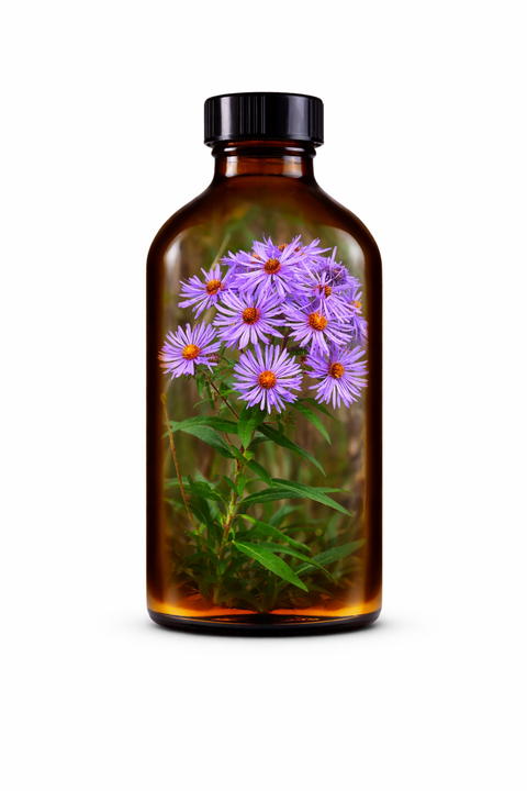 Symphyotrichum novae-anglae herba - New England Aster leaf & flower