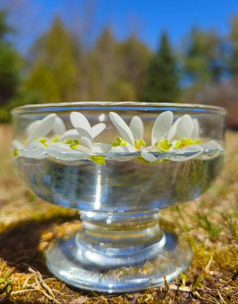 Galanthus nivalis - Snow-drop Flower Essence