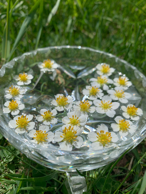 Fragaria vesca - Field Strawberry Flower Essence