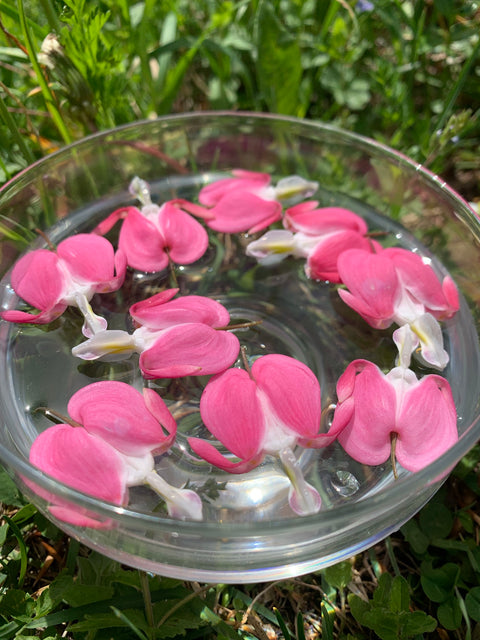Lamprocapnnos spectabilis - Bleeding Heart Flower Essence