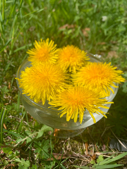 Taraxacum officinalis - Dandilion Flower Essence