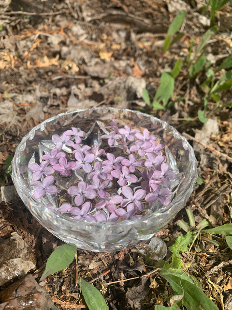 Syringa vulgaris - Common Lilac Flower Essence