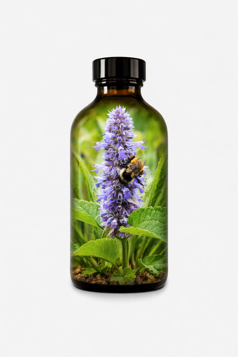 Agastache foeniculum herba - Anise Hyssop herb