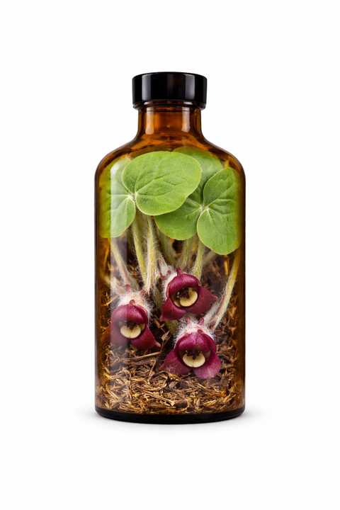 Asarum canadense rhizoma - Wild Ginger rhizome