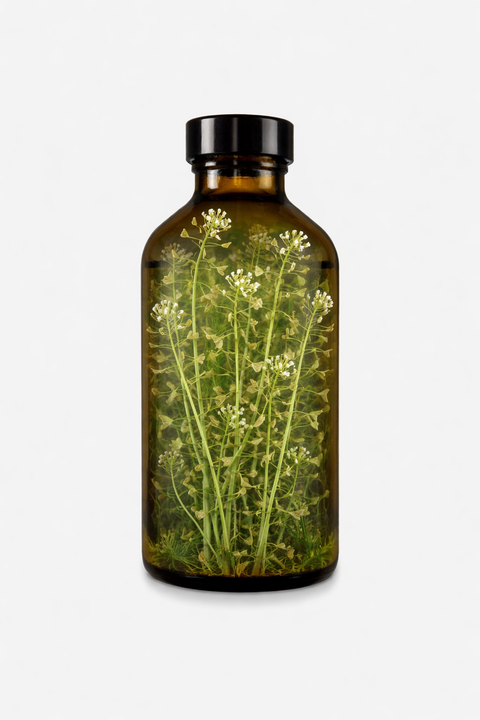 Capsella bursa-pastoris herba - Shepherd's Purse herb