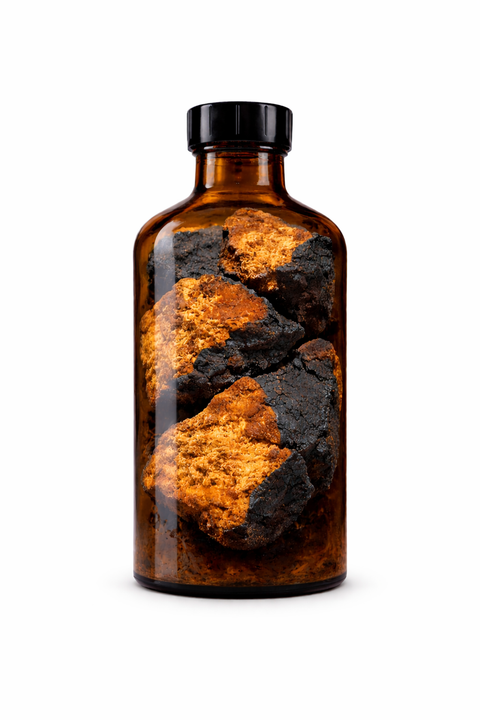 Innonotus obliquus fructus - Chaga fruiting body