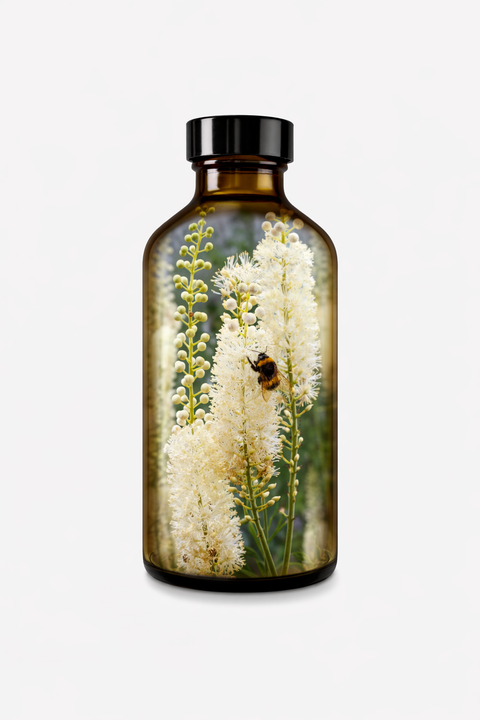 Cimicifuga racemosa - Black Cohosh Root