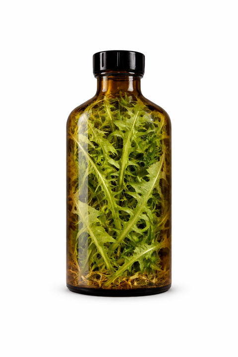 Taraxacum officinalis folia - Dandelion leaf