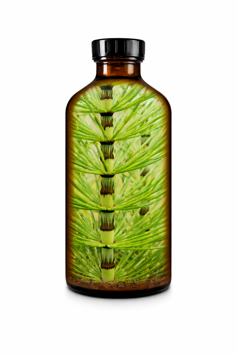 Equisetum arvense herba - Field Horsetail herb