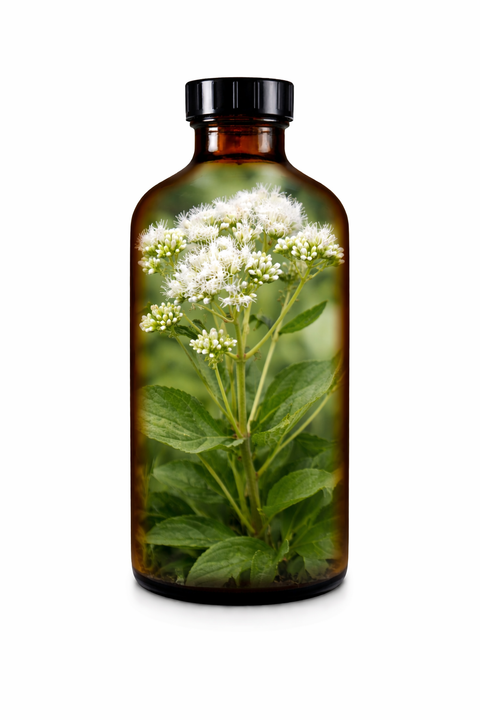 Eupatorium perfoliatum herba - Boneset leaf & flower