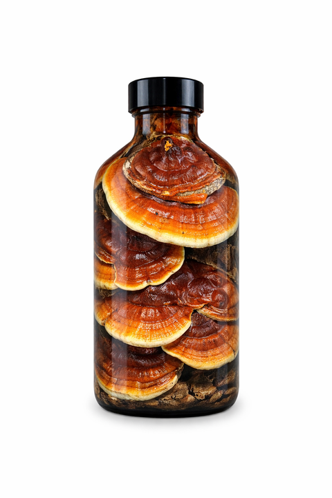 Ganoderma lucidum fructus - Reishi fruit