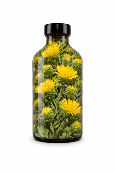 Grindelia camporum herba - Great Valley Gumweed leaf & flower