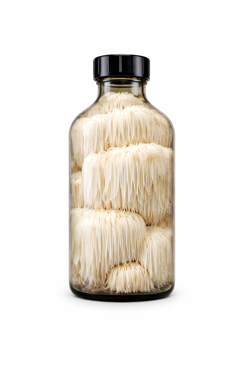 Hericium erinaceus fructus - Lion's Mane fruiting body