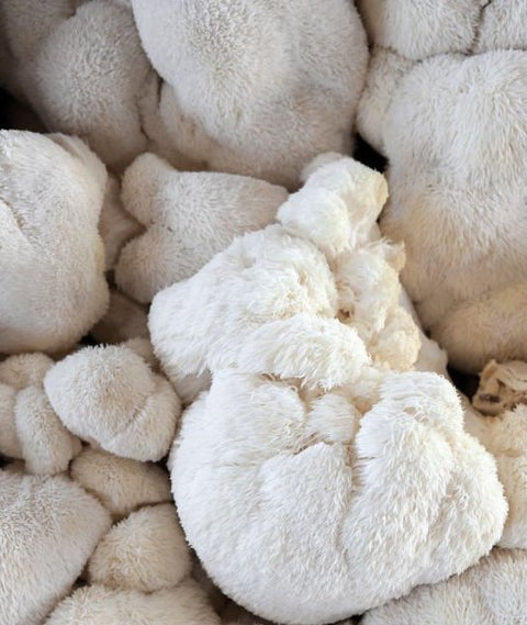 Lion's Mane Powder