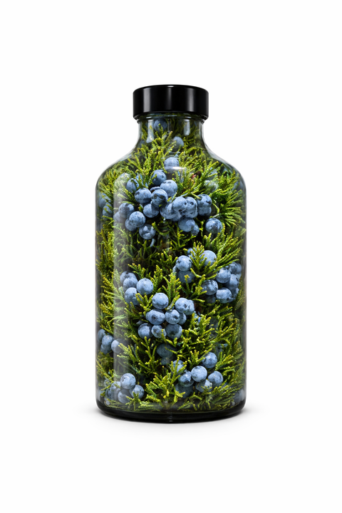 Juniperis communis fructus - Juniper fruit
