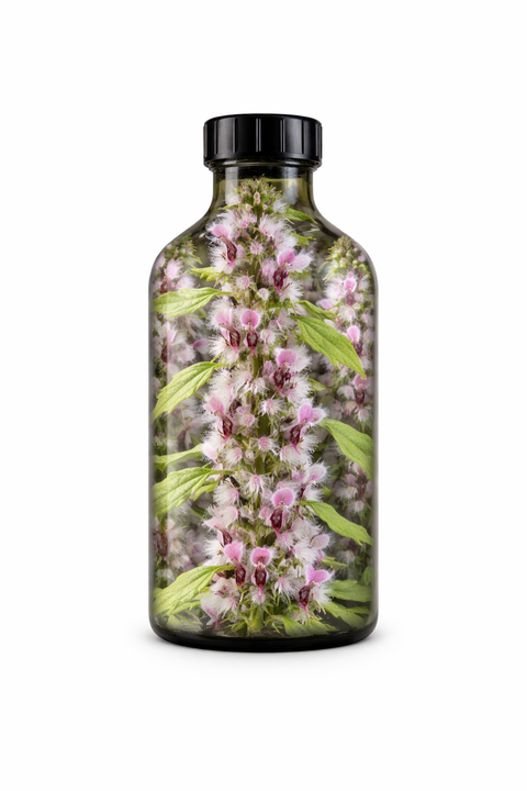 Leonurus cardiaca herba - Motherwort leaf & flower