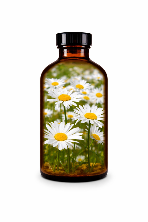 Leucanthemum vulgare flos - Ox-eye Daisy flower