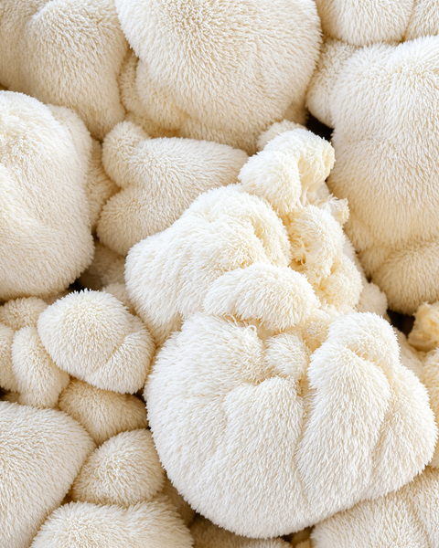 Lion's Mane Powder