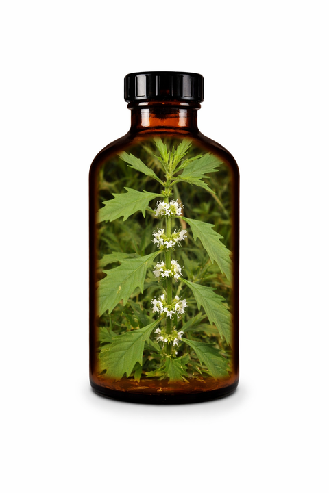 Lycopus americanus herba - American Bugleweed herb