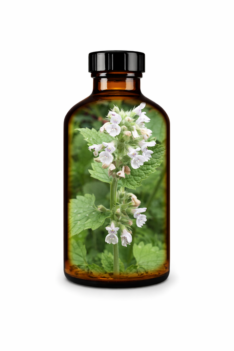 Nepeta cataria herba - Catnip leaf & flower
