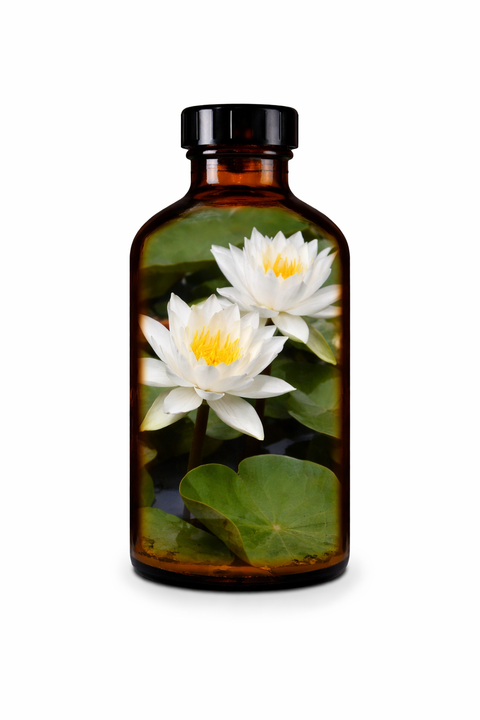 Nymphaea odorata herba - Fragrant Water Lily whole plant