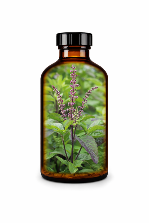 Ocimum sanctum herba - Holy Basil herb