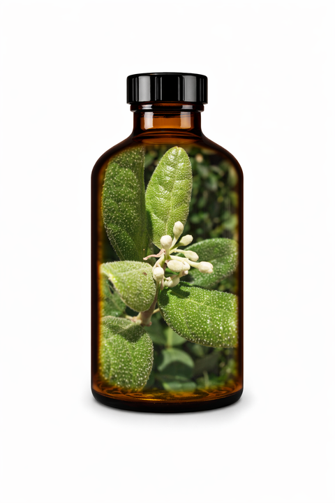 Peumus boldo herba - Boldo herb