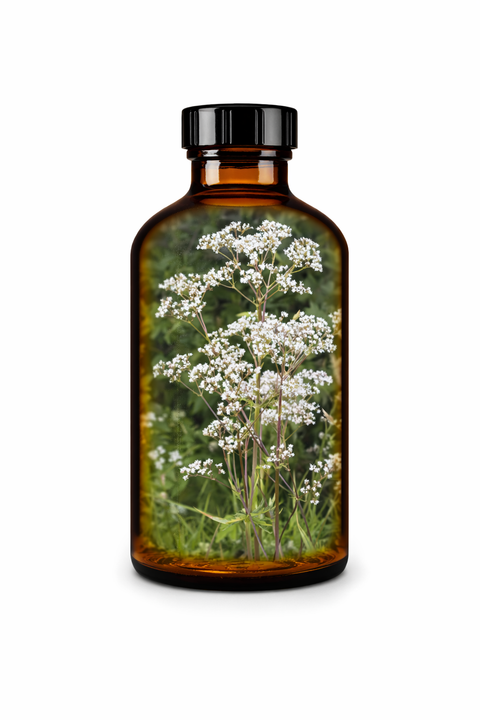 Pimpinella anisum semen - Anise seed