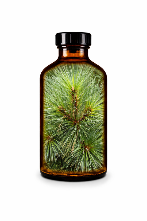 Pinus strobus folia - White Pine needle