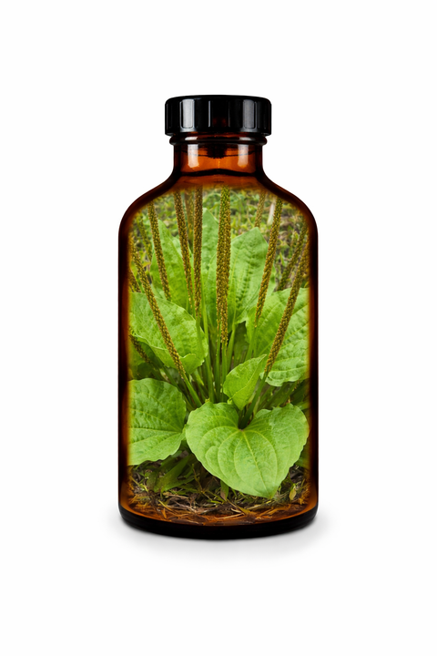 Plantago spp. herba - Plantain herb