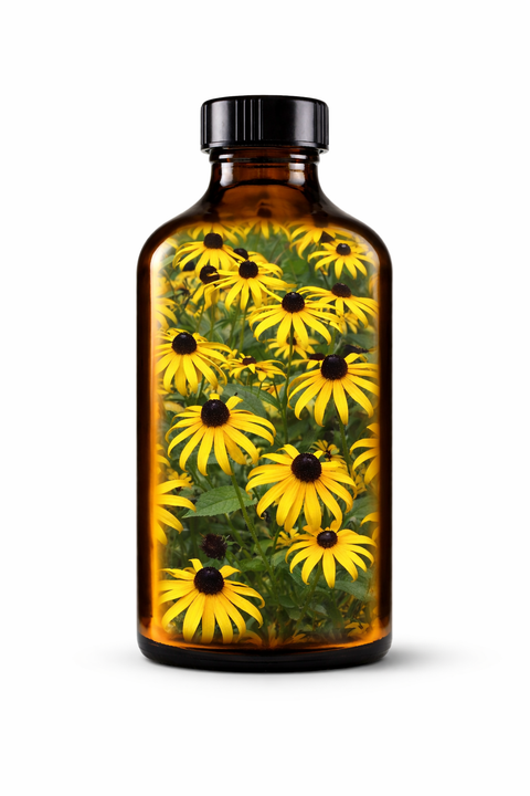 Rudbeckia hirta herba - Black-Eyed Susan leaf & flower