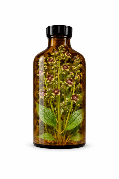 Scrophularia nodosa herba - Woodland Figwort leaf & flower