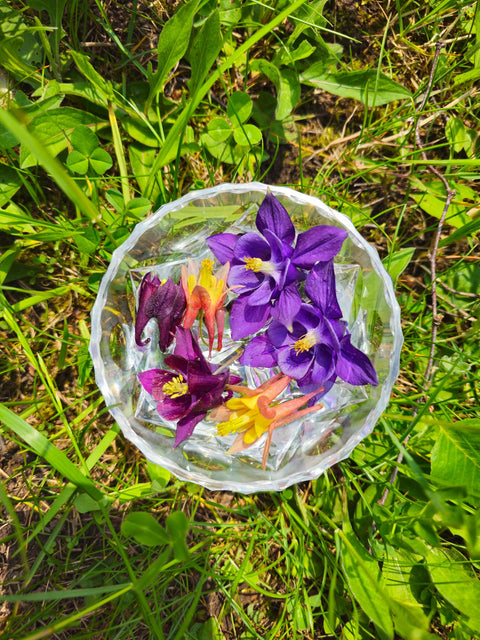 Aqualegia canadense - Columbine Flower Essence