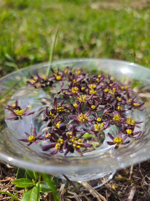 Caulophylum thalictroides - Blue Cohosh Flower Essence