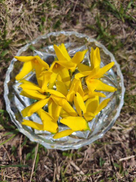 Forsythia spp. - Forsythia Flower Essence