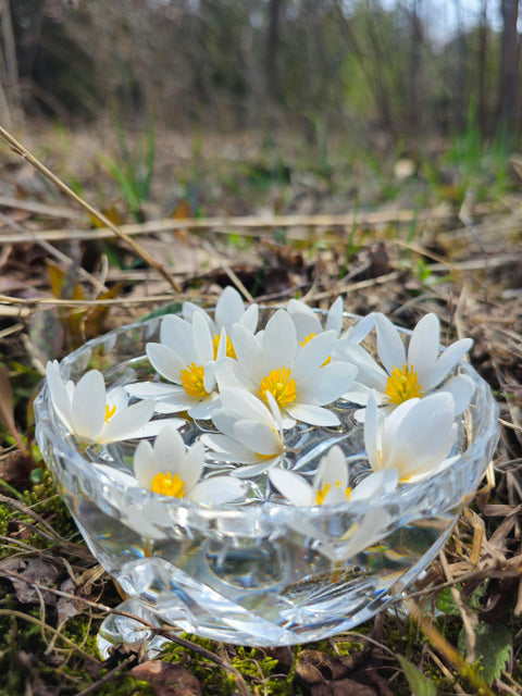 Sanguinaria canadensis - Bloodroot Flower Essence