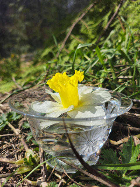 Narcissus spp. - Yellow Daffodil Flower Essence