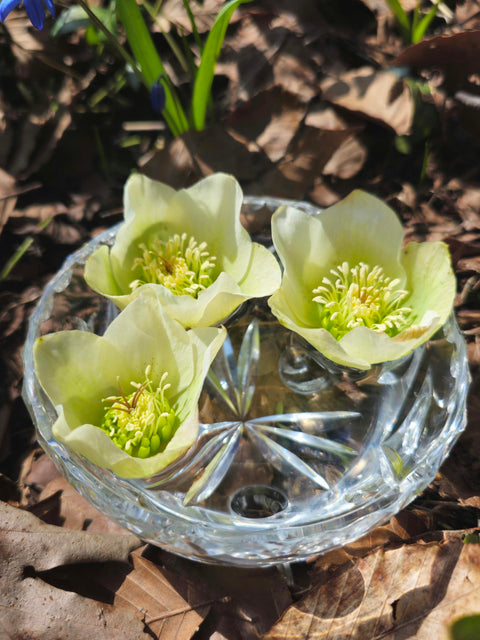 Helleborus niger - Christmas Rose Flower Essence