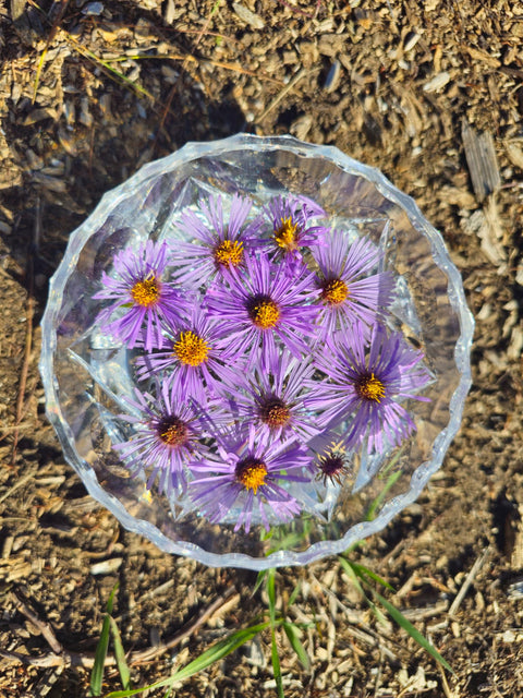 Symphyotrichum novae-anglie - New England Aster Flower Essence