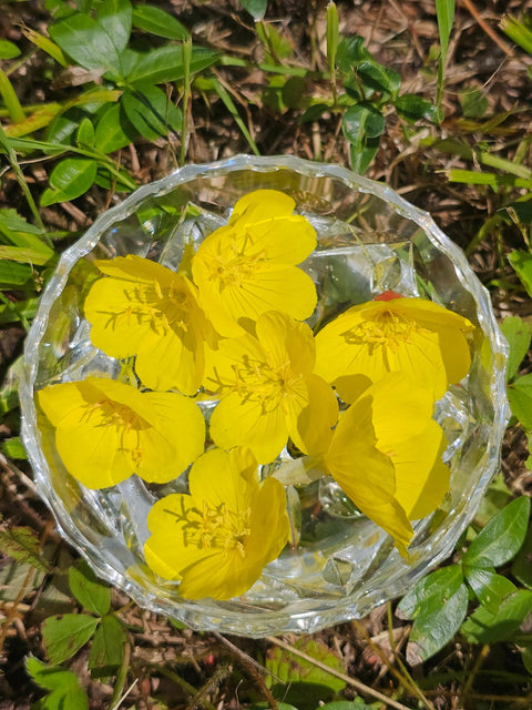 Oenothera pilosella - Prarie Sundrop Flower Essence