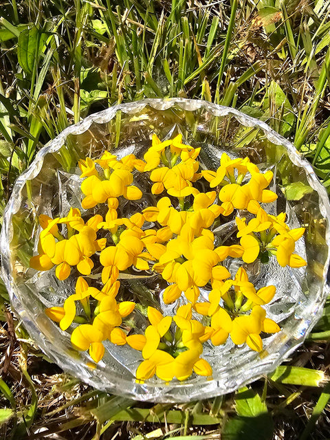 Lotus corniculatus - Birdsfoot Trefoil Flower Essence