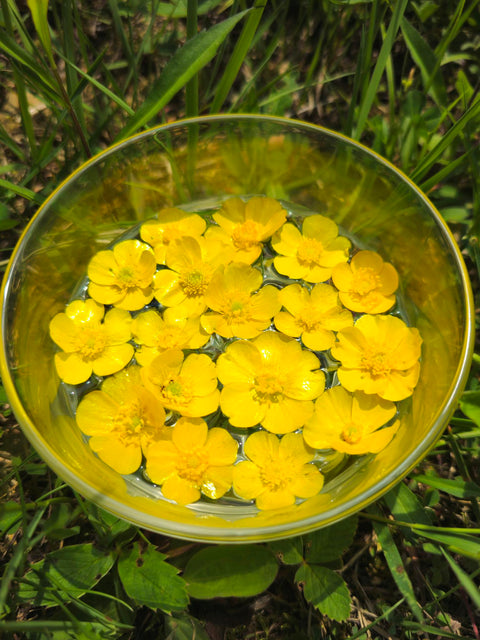 Ranunculus acris - Tall Buttercup Flower Essence