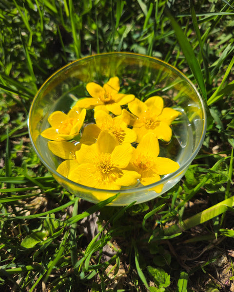 Caltha palustris - Marsh Marigold Flower Essence
