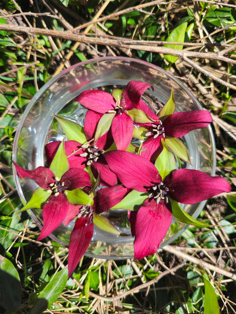 Trillium erectum - Wake Robin Flower Essence