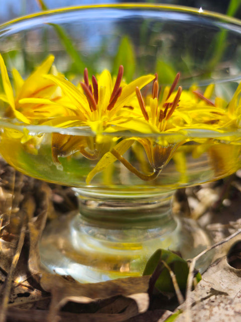 Erythronium americanum - Yellow Trout-Lily Flower Essence