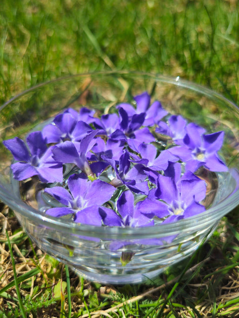 Vinca minor - Periwinkle Flower Essence
