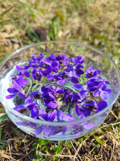 Viola sororia - Blue Violet Flower Essence