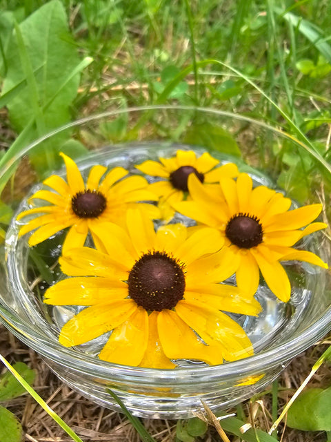 Rudbekia hirta - Brown-eyed Susan Flower Essence