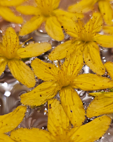 Hypericum perforatum -St. Johns Wort Flower Essence