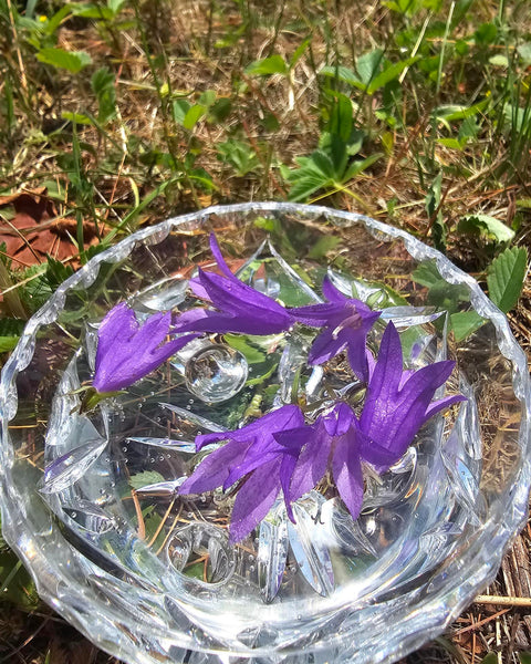 Campanula rapunculoides - Creeping Bellflower Flower Essence